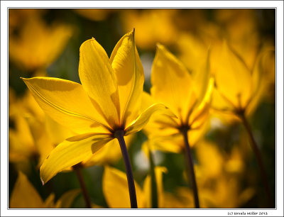 Vineyard Tulips