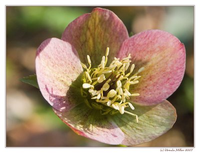 Hellebore