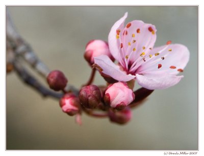 Cherryblossom