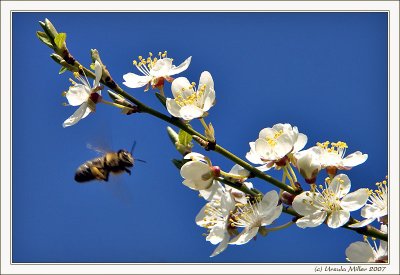 Looking for Nectar and Pollen in Plum Blossoms