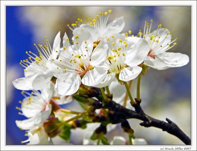 Plum Blossoms