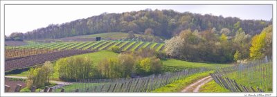 Vineyards in Spring