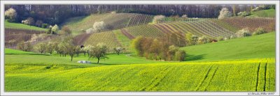 Evening Light in Vineyards