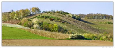 Vineyards in Spring - another view