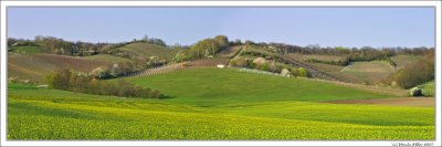 More Vineyards in Spring