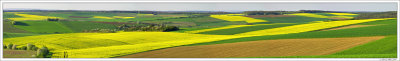 Canola Fields