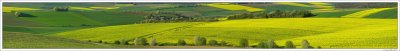 More Canola Fields