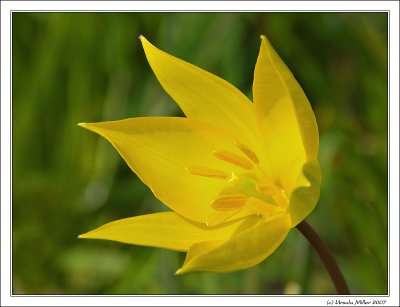 Vineyard Tulip