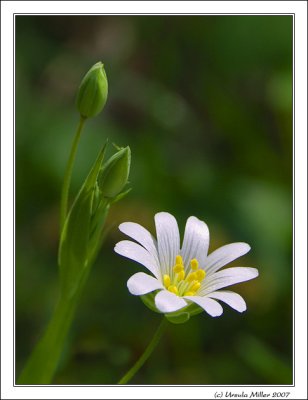 Big Stitchwort and Buds