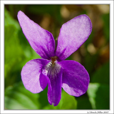 Wood Violet