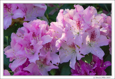 Rhododendrons