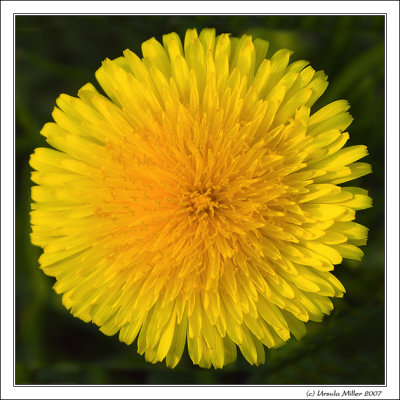 Dandelion