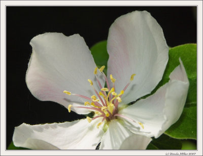 Quince Blossom