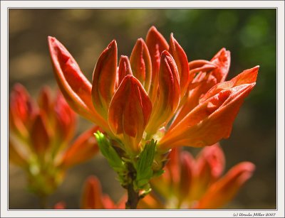 Rhododendron Bud