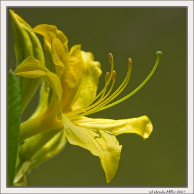 Yellow Azalea