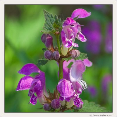 Deadnettle