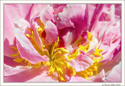 Peony