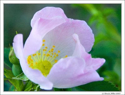 Wild Rose