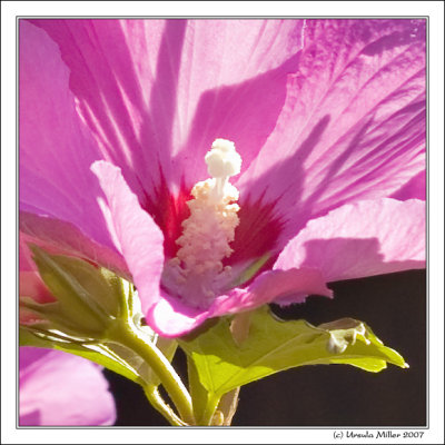 Hollyhock