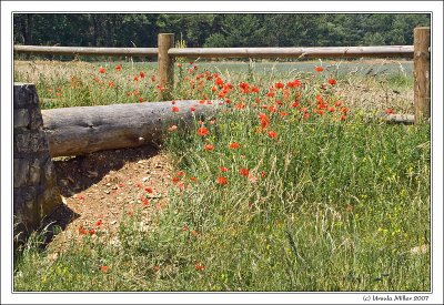 Poppies at the Fence