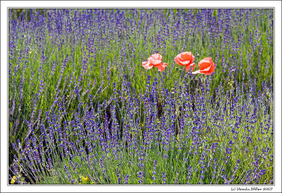 Lavender and Poppies