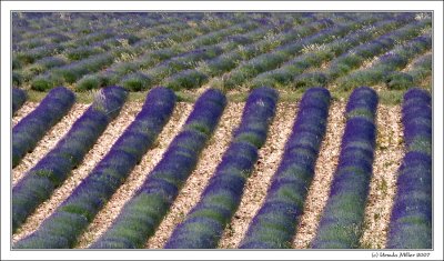 Lavenderrows
