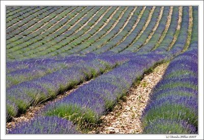 Rolling Lines of Lavender