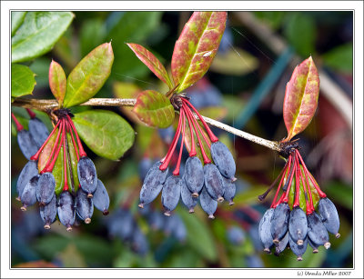 Barberry