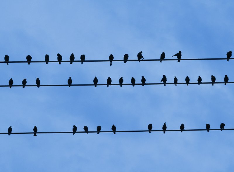 Bird On A Wire