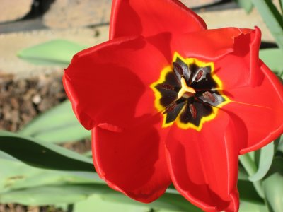 My Tulips 2007