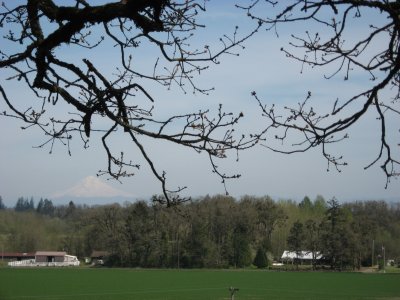 Willamette Valley With Mt Hood