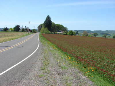 Clover 1