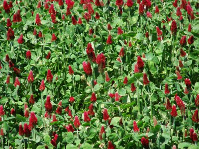 Clover 2