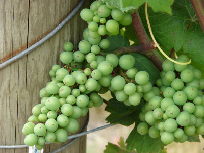 Heavy Vines