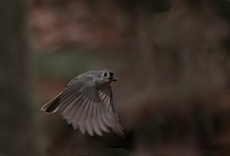 Tufted Titmouse