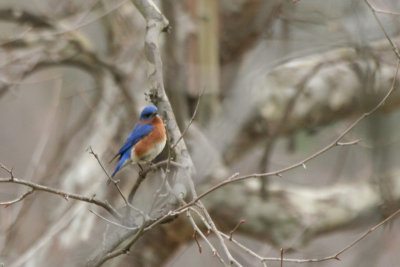 Eastern Bluebird-early spring