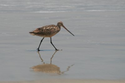 Me and my shadow... Marbled Godwit