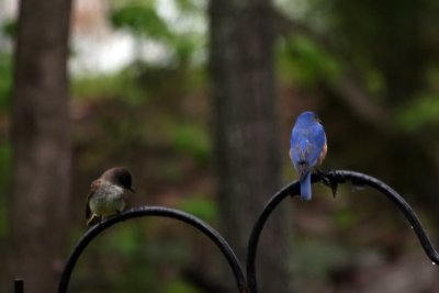 Eastern Phoebe Sayornis phoebe and Bluebird