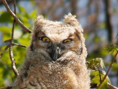 Great Horned Owlet detail