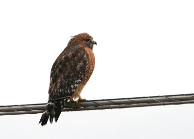 Red-Shouldered Hawk Buteo lineatus