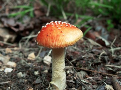 Viking mushroom