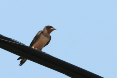 Barn Swallow <i>Hirundo rustica</i>