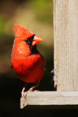 Northern Cardinal <i>Cardinalis cardinalis</i>