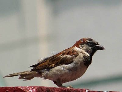 TownieHouse Sparrow Passer domesticus