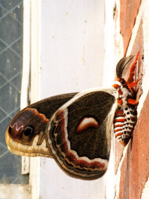 Bekkis moth
