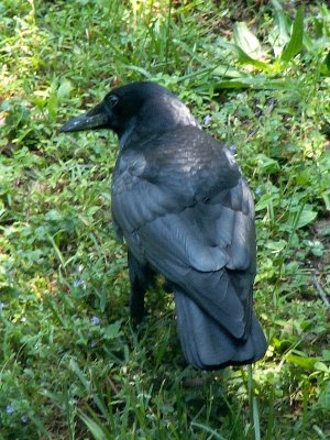 American Crow Corvus brachyrhynchos
