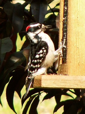 Downy Woodpecker <i>Picoides pubescens</i>