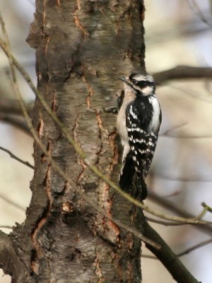 female Downy Woodpecker