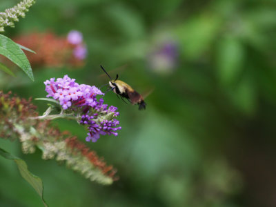 Hummingbird moth