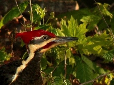 Pileated Woodpecker Dryocopus pileatus